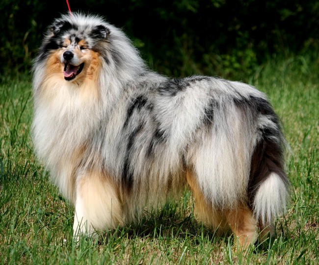Dazzle blue legend de la chapelle aux arbres