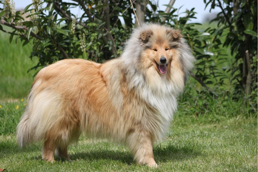 L'dizzy miss lizzy Du Clos De Seawind