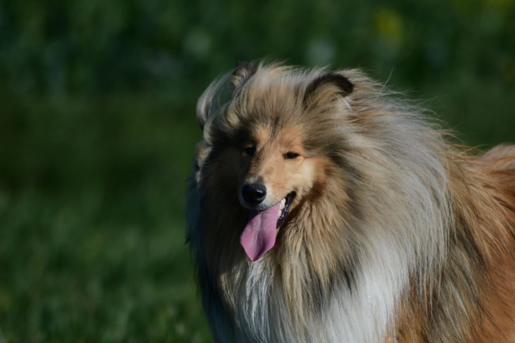 Perdita dite pimousse Du Clos De Seawind