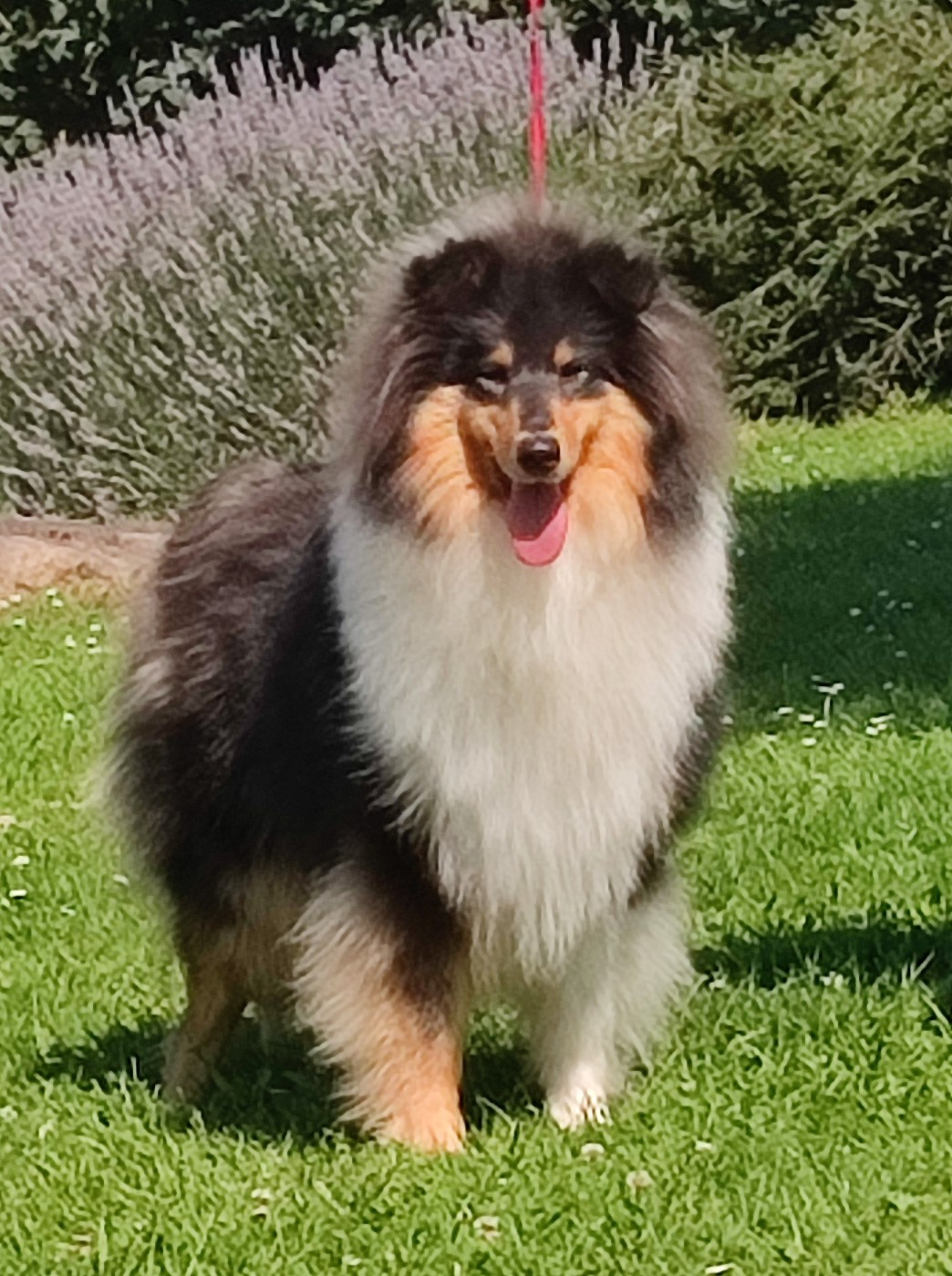 ULTIME TENTATION Du Clos De Seawind