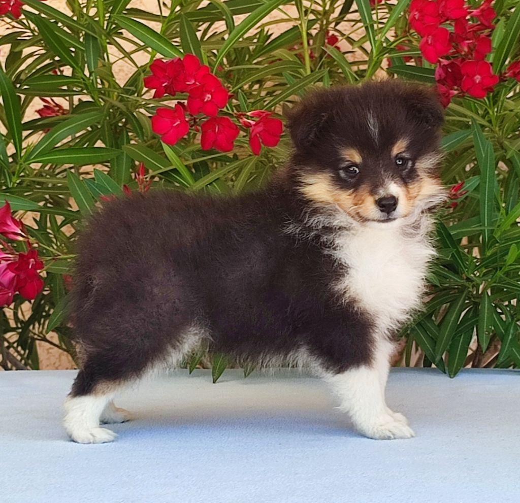 Du Clos De Seawind - Shetland Sheepdog - Portée née le 19/05/2025