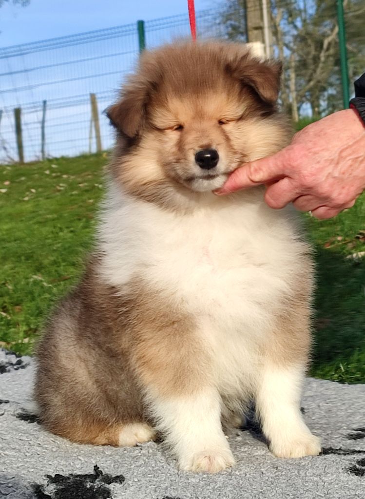 Chiot Colley à poil long Du Clos De Seawind