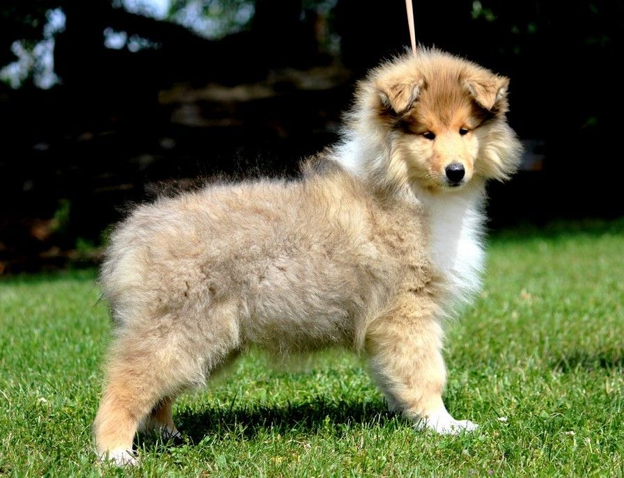 Chiot Colley à poil long Du Clos De Seawind