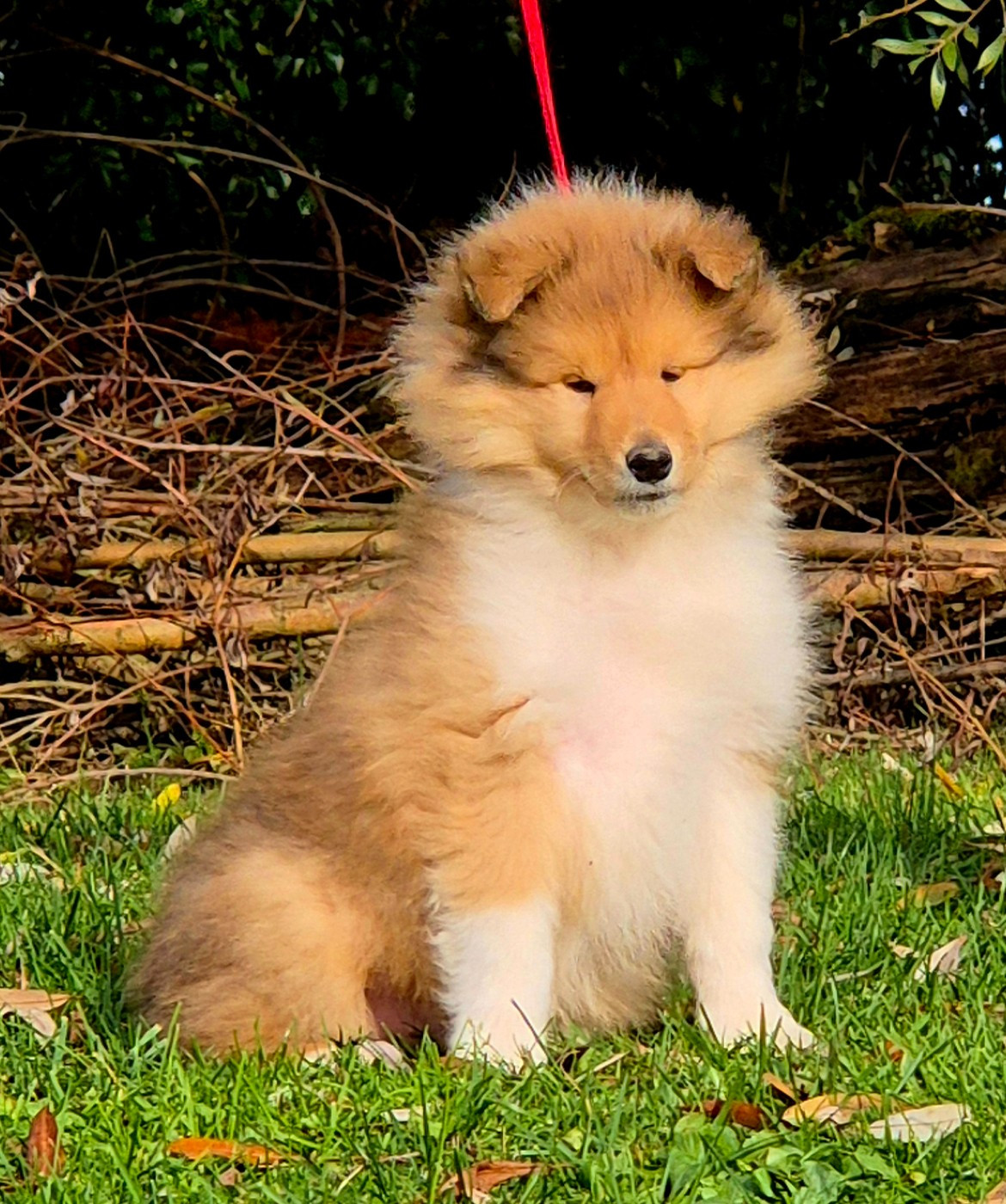 Du Clos De Seawind - Chiots disponibles - Colley à poil long