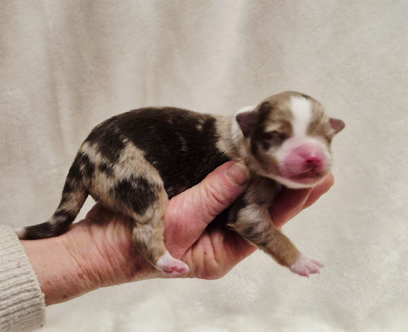 Du Clos De Seawind - Chiots disponibles - Berger Américain Miniature 