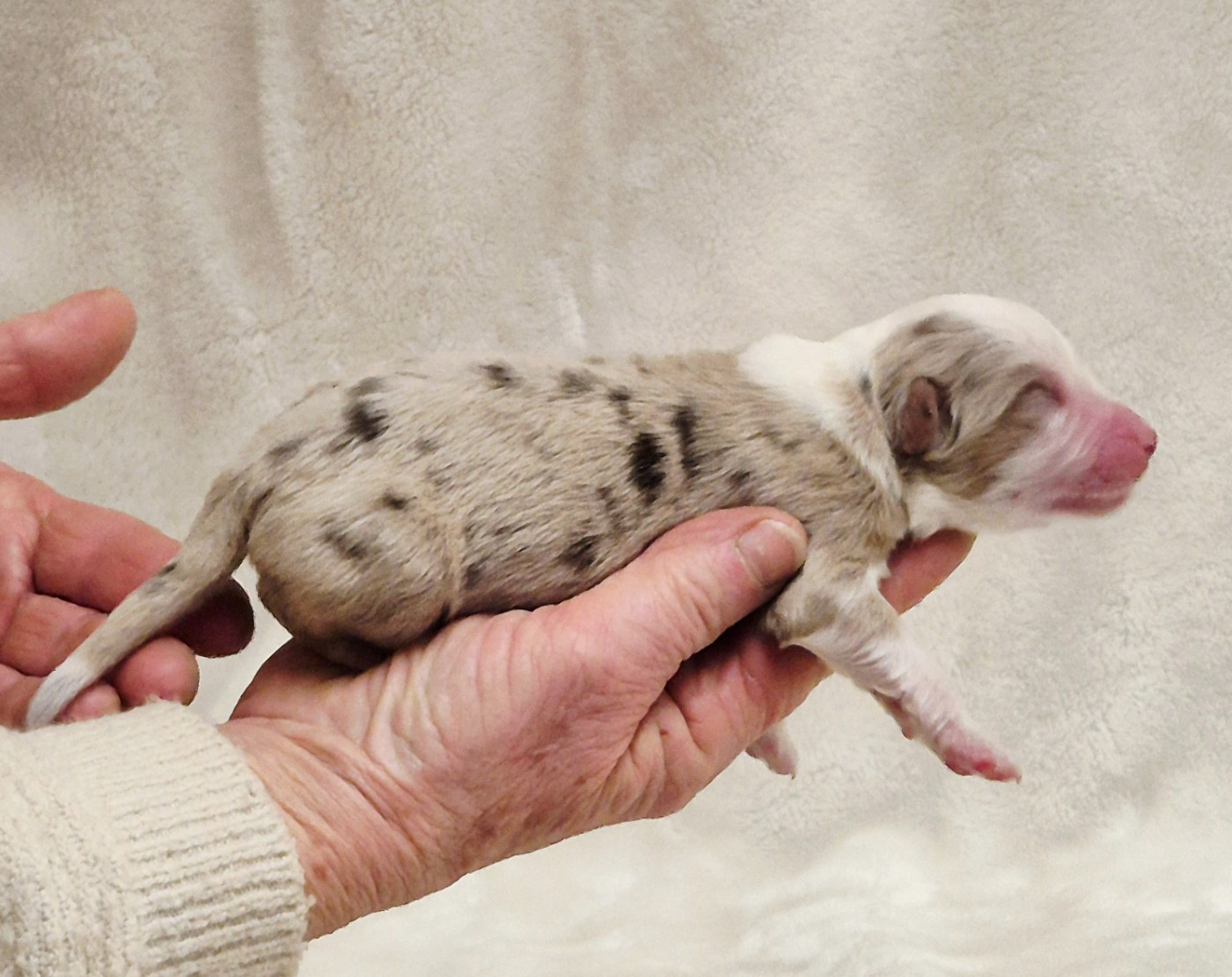 Du Clos De Seawind - Chiots disponibles - Berger Américain Miniature 