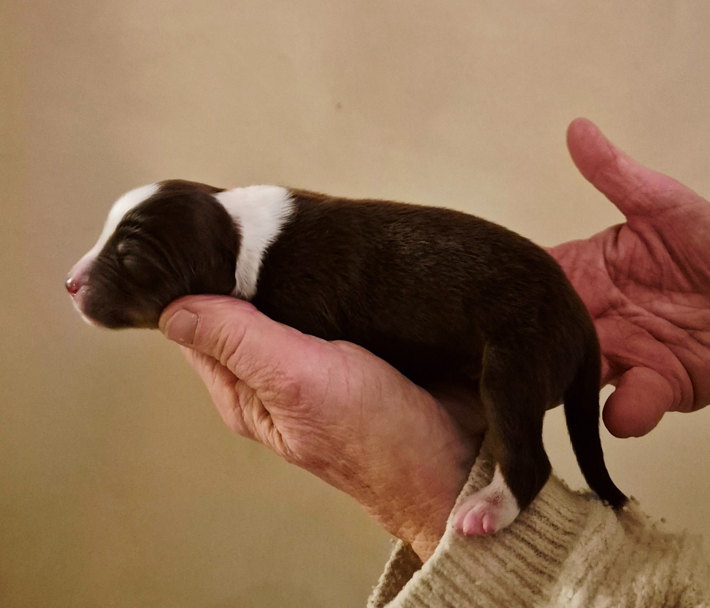 Du Clos De Seawind - Chiots disponibles - Berger Américain Miniature 