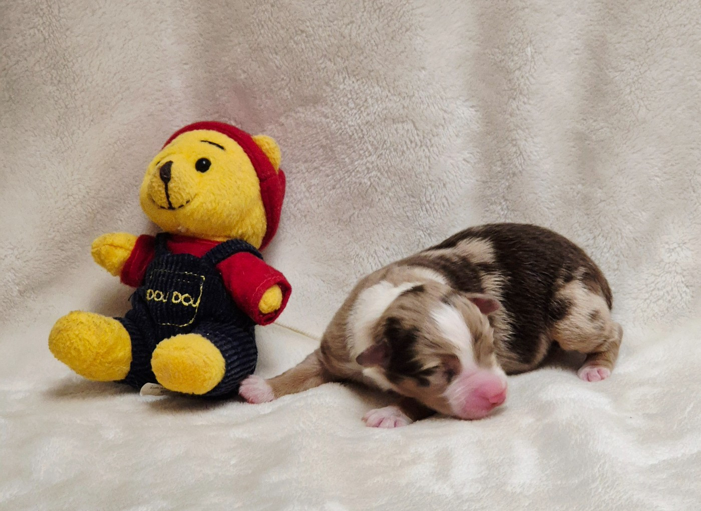 Chiot Berger Américain Miniature  Du Clos De Seawind