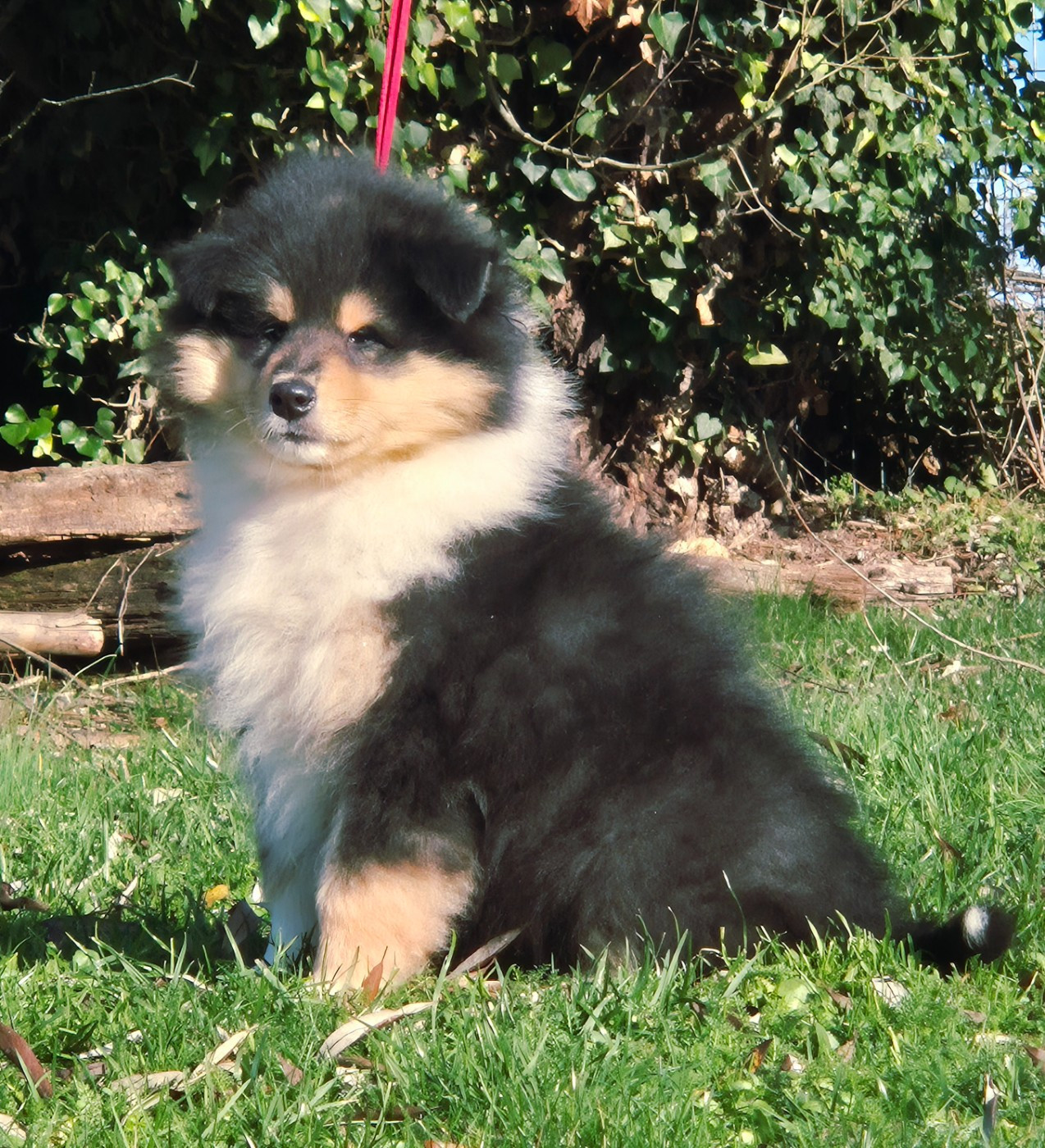 Du Clos De Seawind - Chiots disponibles - Colley à poil long