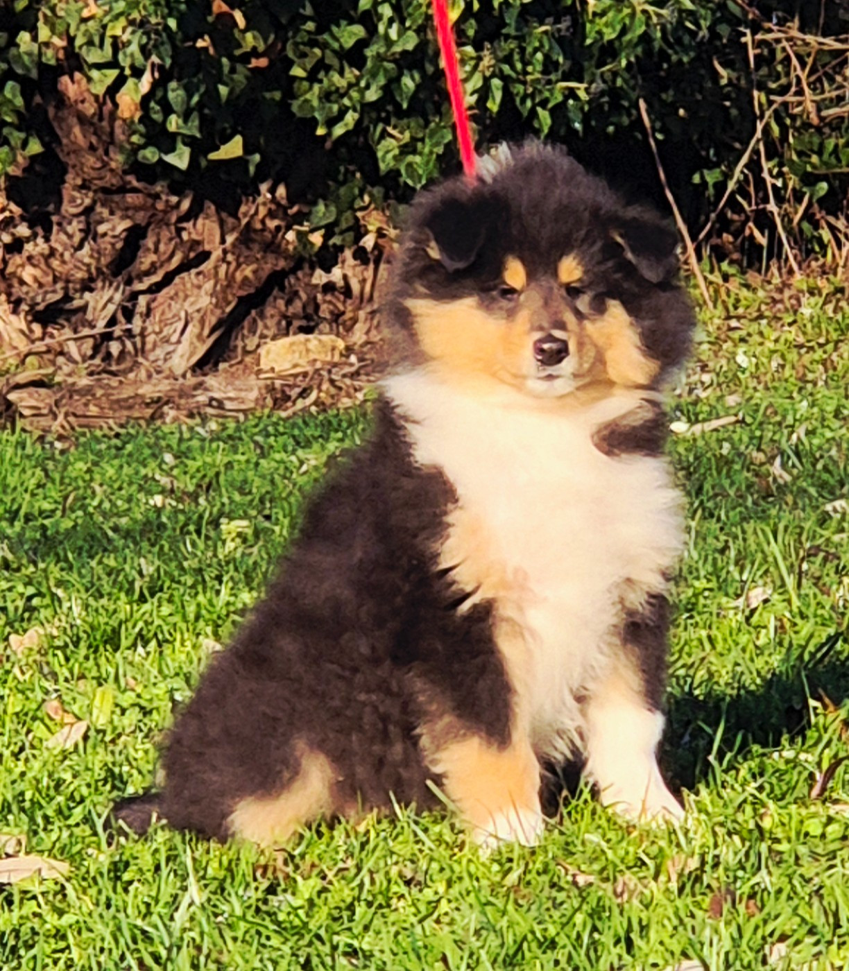 Chiot Colley à poil long Du Clos De Seawind
