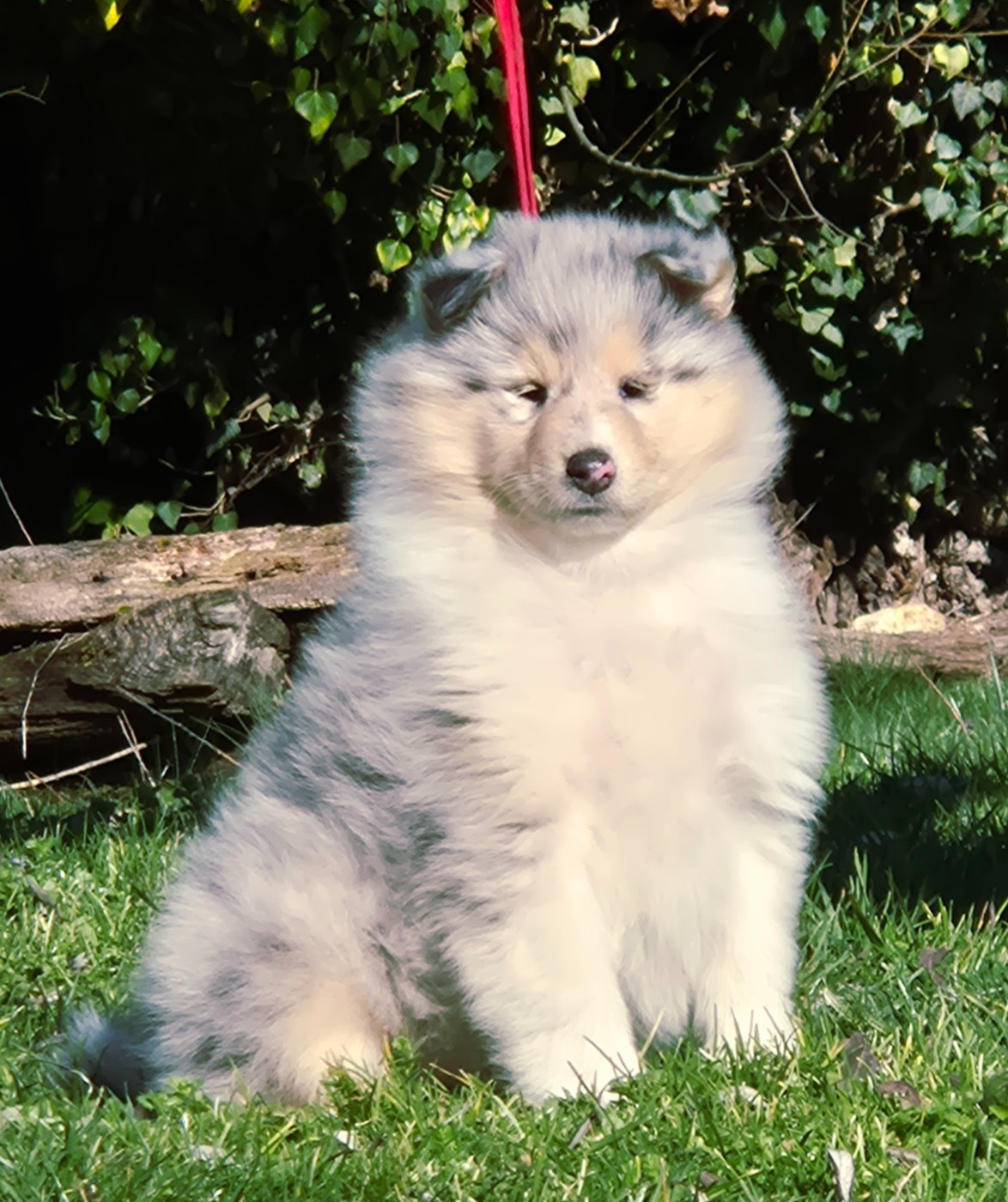 Du Clos De Seawind - Colley à poil long - Portée née le 18/12/2025