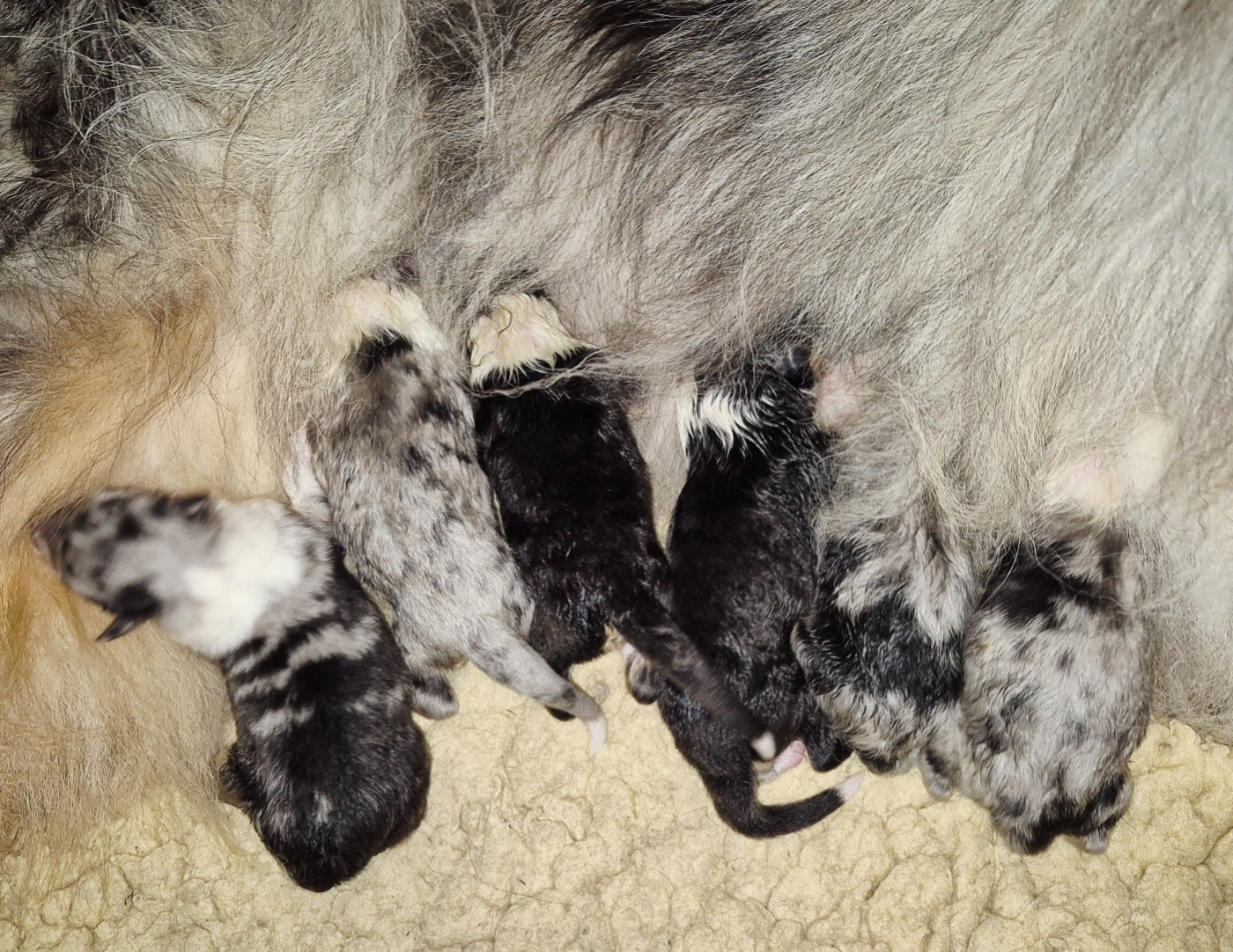 Chiot Colley à poil long Du Clos De Seawind