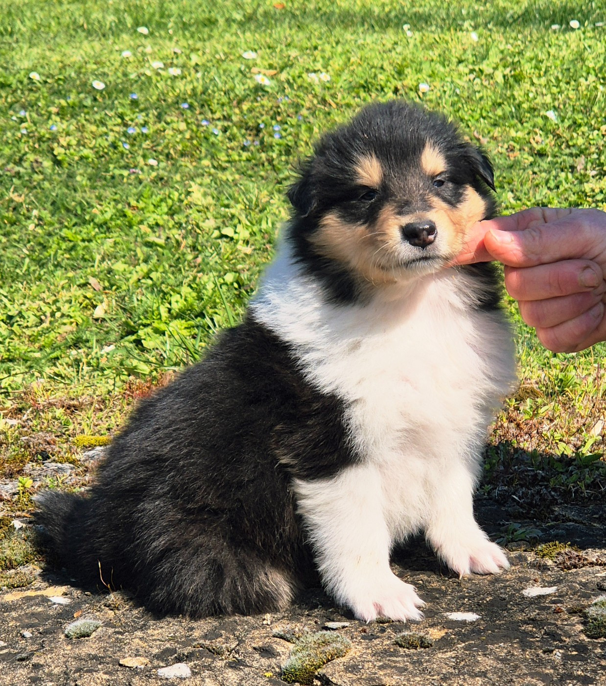 Du Clos De Seawind - Chiots disponibles - Colley à poil long