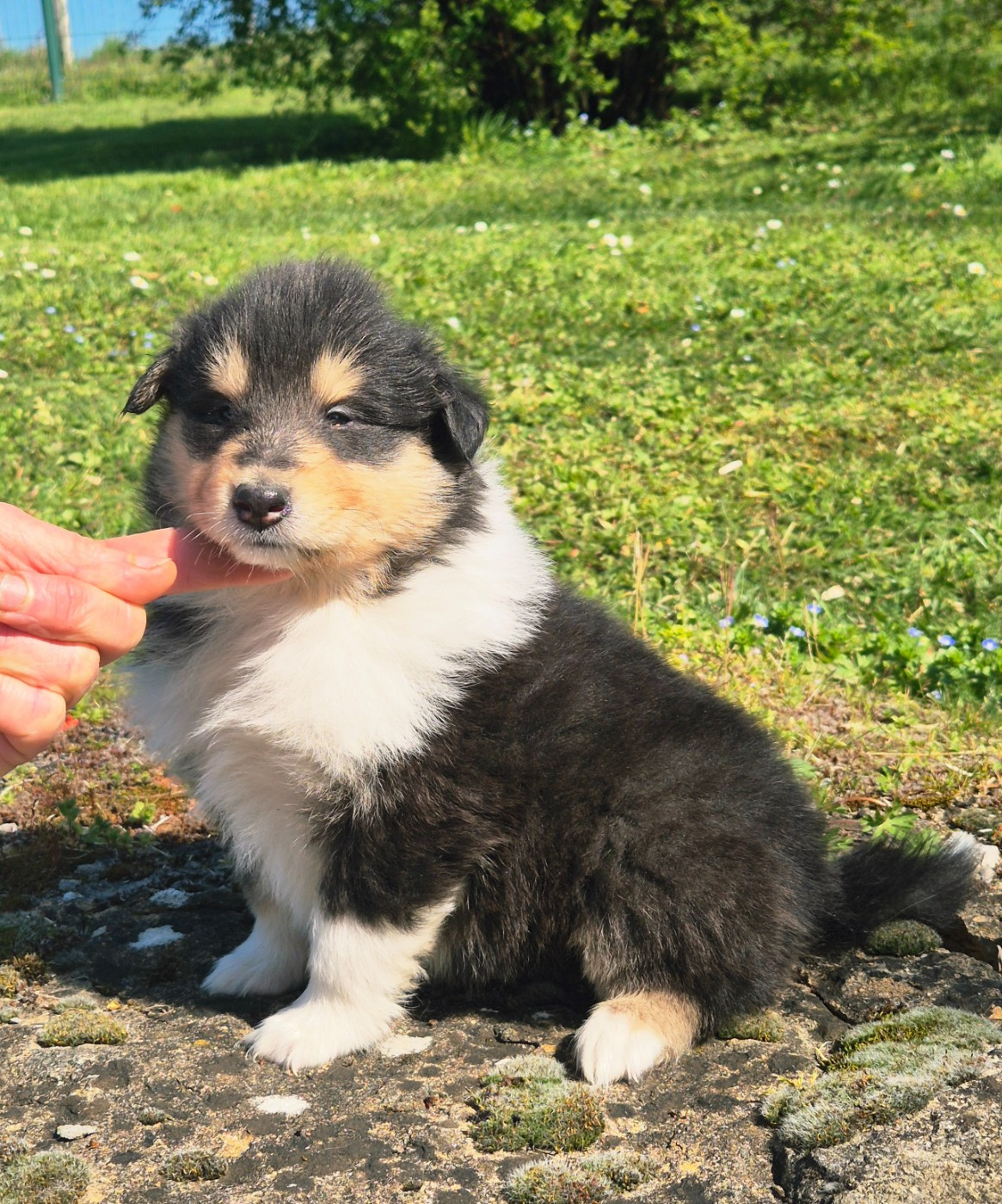 Du Clos De Seawind - Chiots disponibles - Colley à poil long