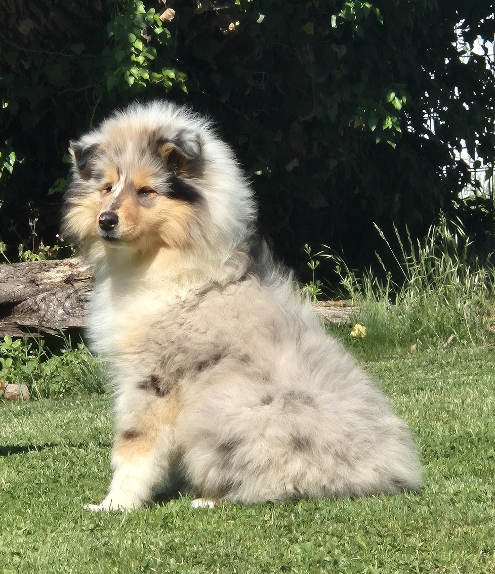 Du Clos De Seawind - Chiots disponibles - Colley à poil long