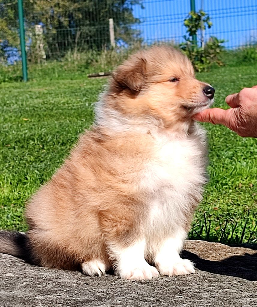 Chiot Colley à poil long Du Clos De Seawind