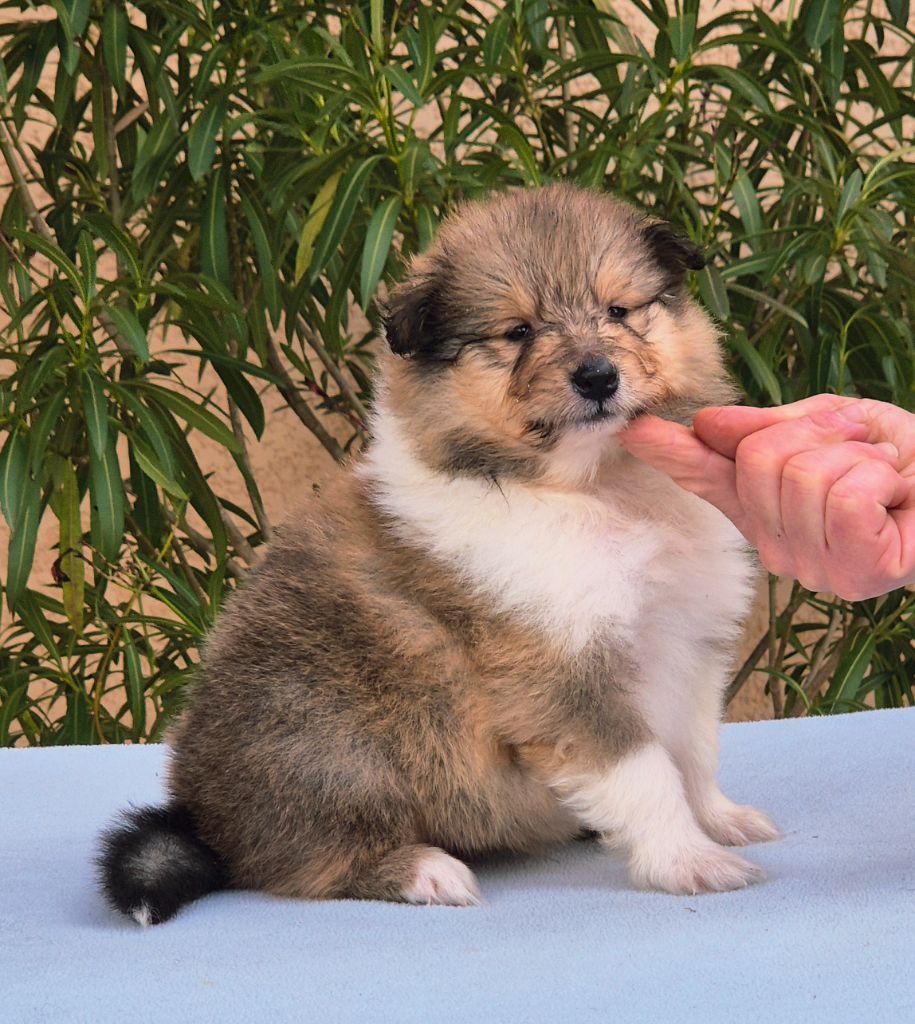 Du Clos De Seawind - Chiots disponibles - Colley à poil long