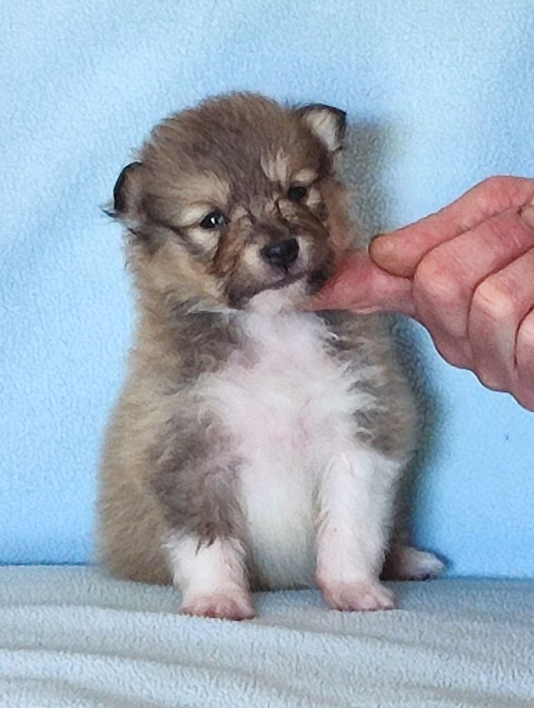 Chiot Shetland Sheepdog Du Clos De Seawind