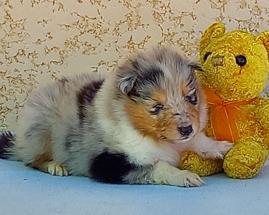 Chiot Colley à poil long Du Clos De Seawind