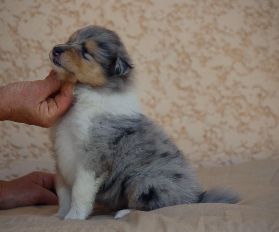 Chiot Colley à poil long Du Clos De Seawind
