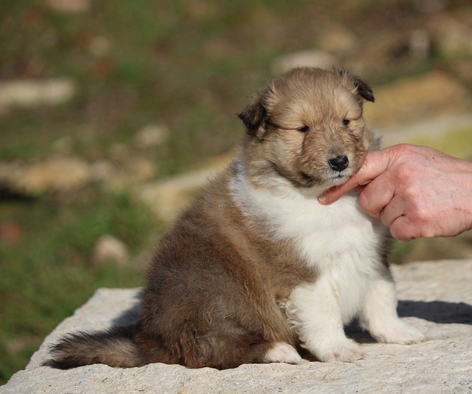 Chiot Colley à poil long Du Clos De Seawind
