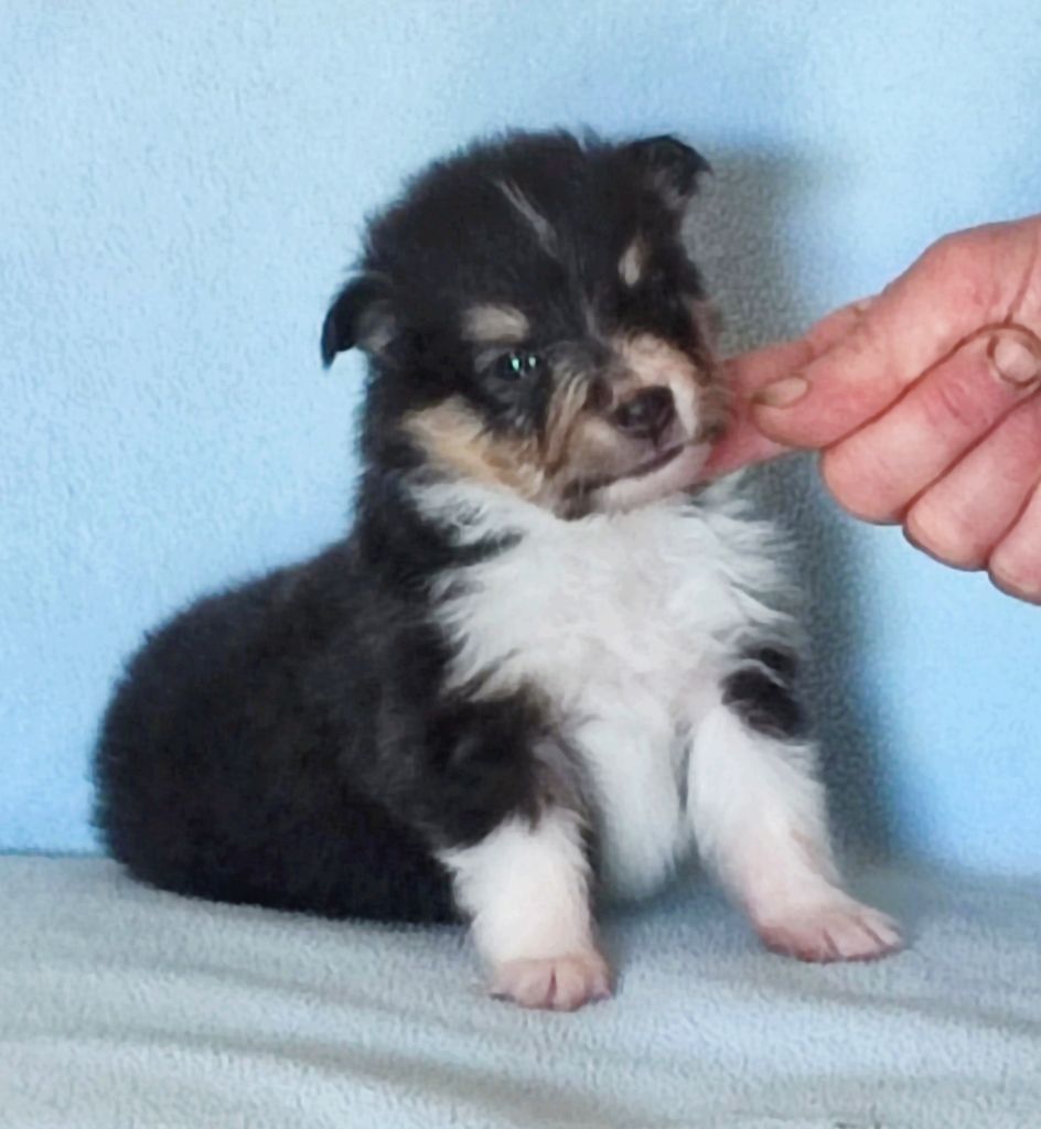 Du Clos De Seawind - Chiots disponibles - Shetland Sheepdog