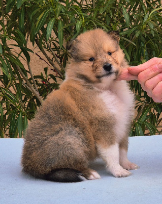 Mâle fauve charbonné 2