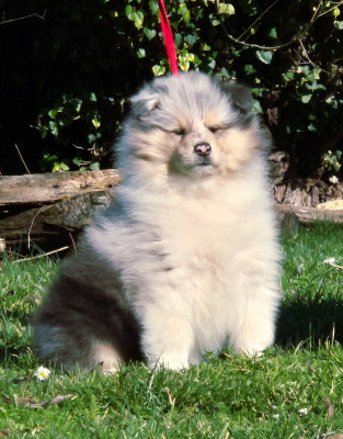 ALORS ON DANSE du Clos de Sea-Wind