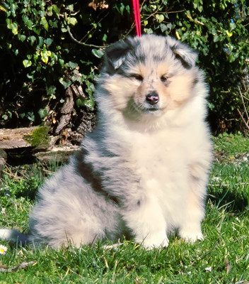 Femelle bleu-merle 1