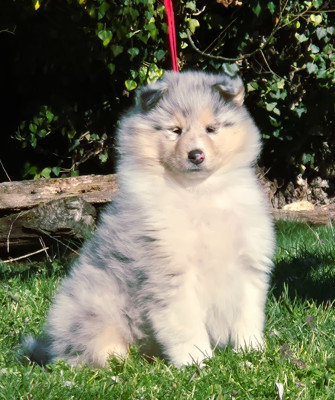 Femelle bleu-merle 2