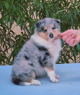 ANGEL-IN-BLUE du Clos de Sea-Wind