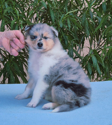 A BLUE LOVE du Clos de Sea-WInd