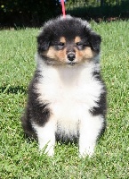 CHIOT
