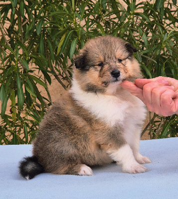 Mâle fauve charbonné 1