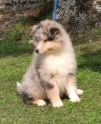 ULK BLUE BOY du Clos de Seawind