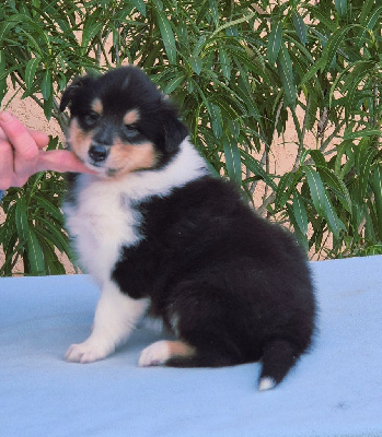 AFRICAN QUEEN du Clos de Sea-Wind