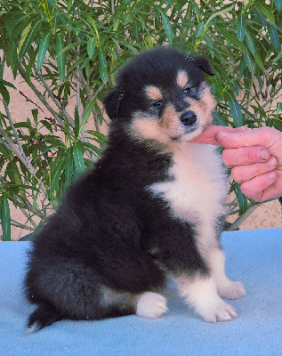 A BLACK SUN du Clos de Sea-Wind