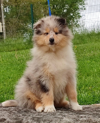 Femelle bleu-merle.