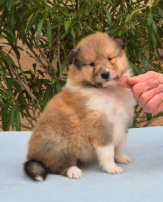 Femelle fauve charbonnée 1