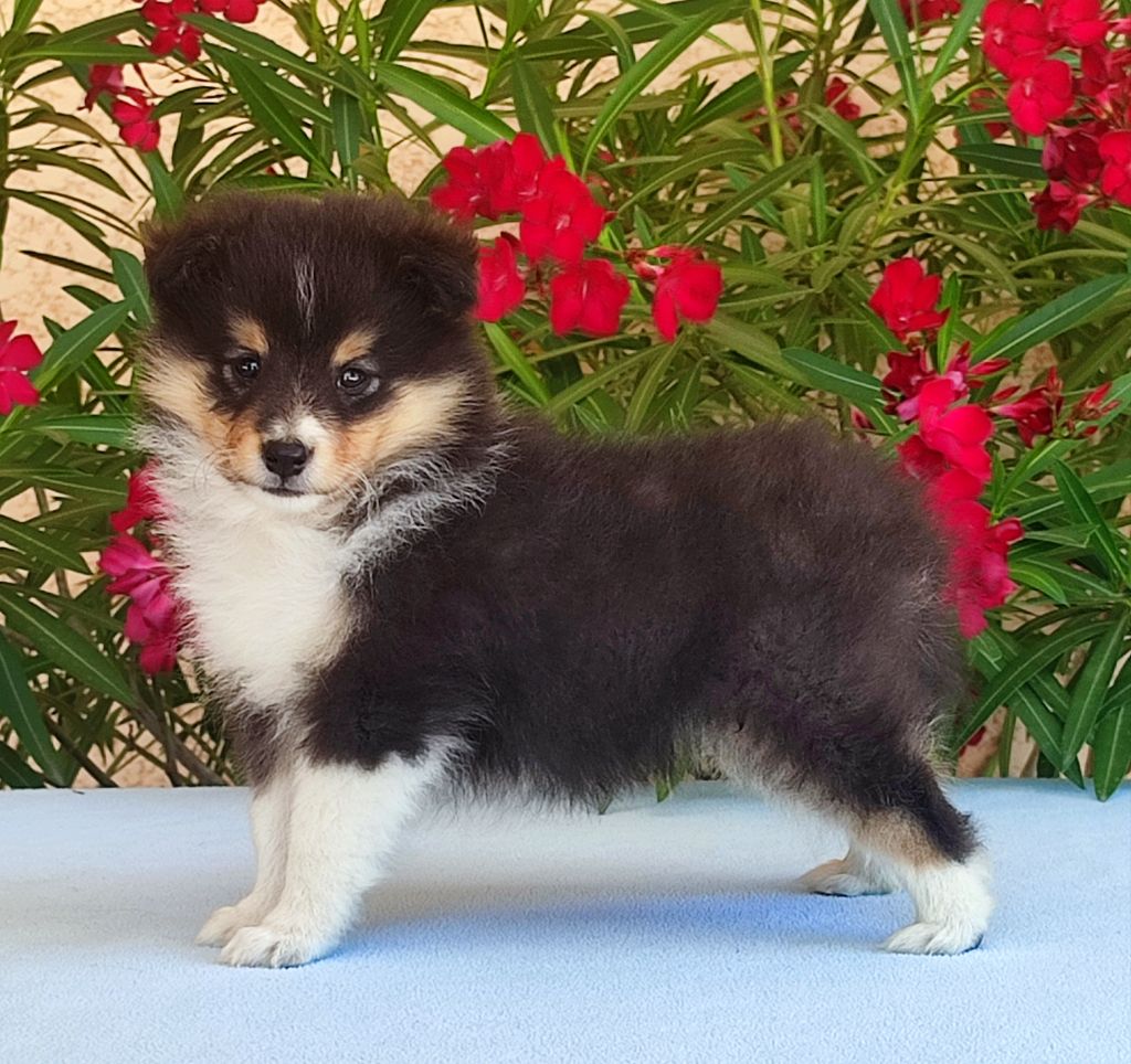 Du Clos De Seawind - Chiots disponibles - Shetland Sheepdog