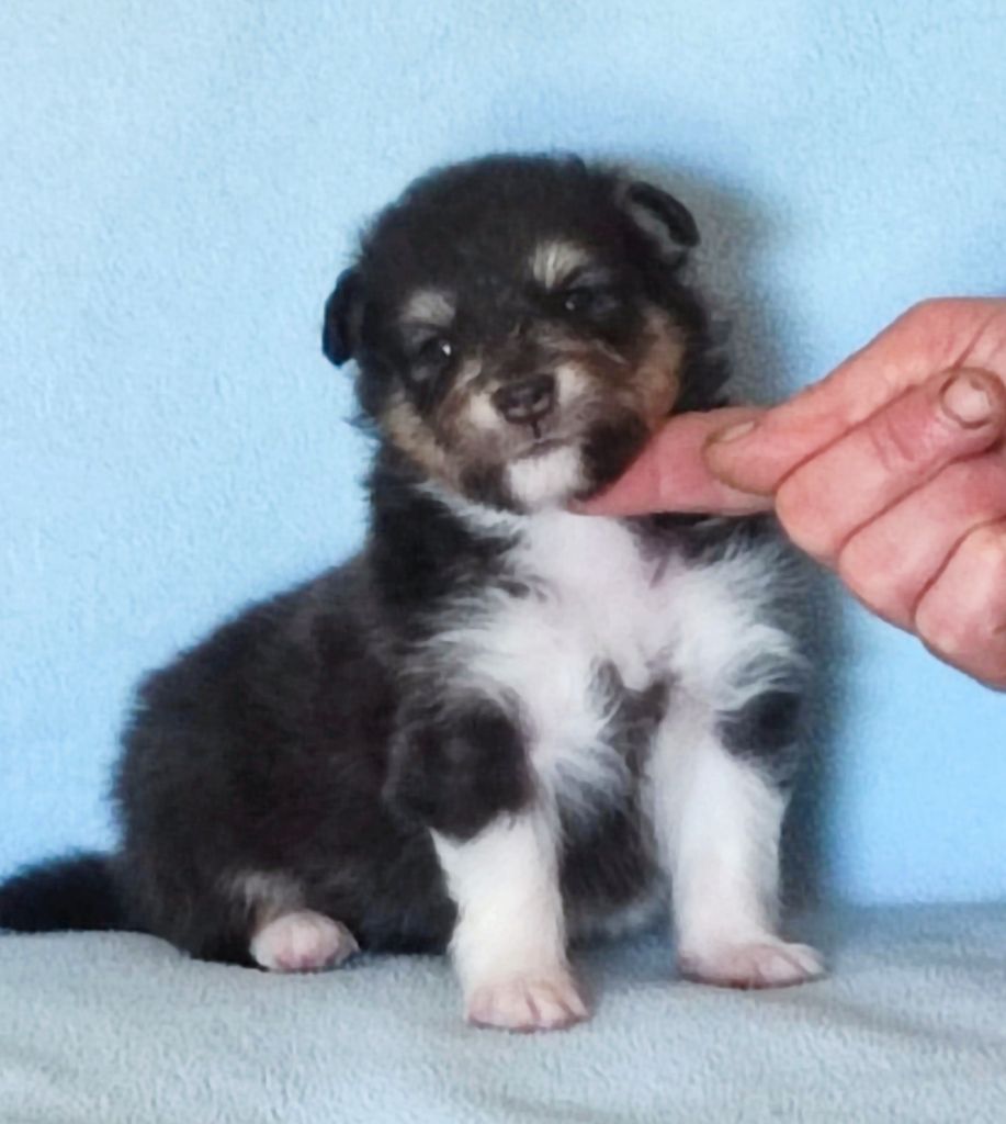 Du Clos De Seawind - Chiots disponibles - Shetland Sheepdog