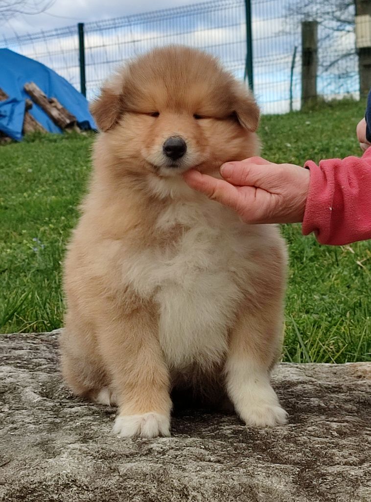 Chiot Colley à poil long Du Clos De Seawind