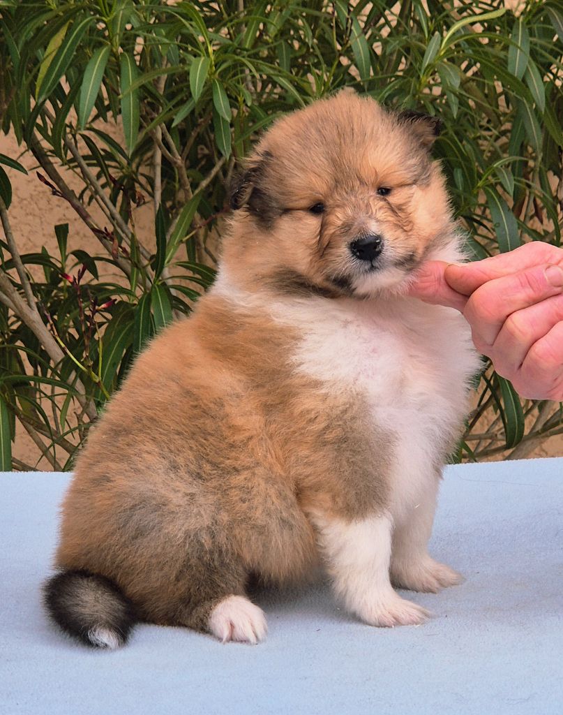 Du Clos De Seawind - Chiots disponibles - Colley à poil long